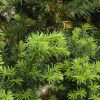 Hick's Yew #5 - Image 2